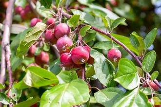 CRABAPPLE MANCHURIAN (5 gallon)