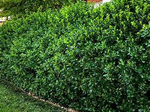 EUONYMUS MANHATTAN (7 Gallon) Euonymus kiautschovicus 'Manhattan'
