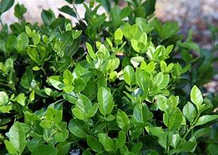 EUONYMUS MANHATTAN (7 Gallon) Euonymus kiautschovicus 'Manhattan'