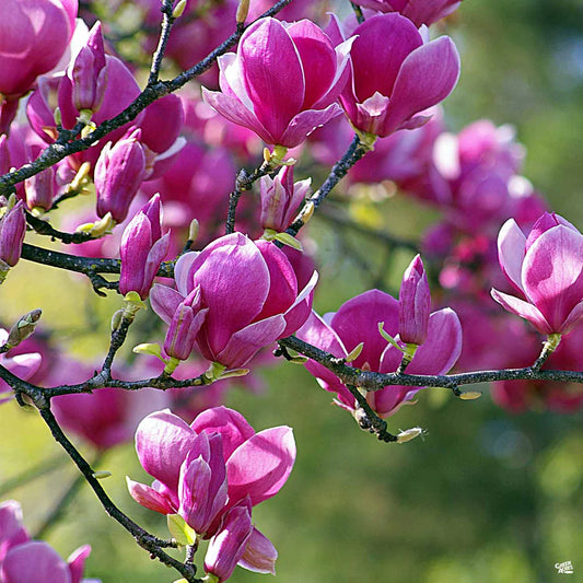 BLACK TULIP MAGNOLIA magnolia 'Black Tulip'