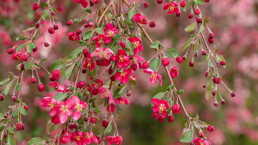 CRABAPPLE RUBY TEARS (15 gallon) Malus 'Ruby Tears'