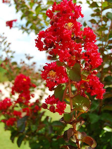 lagerstroemia 'Miss Frances' MISS FRANCES CRAPE MYRTLE