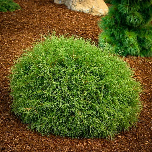 ARBORVITAE MR. BOWLING BALL (3 Gallon) thuja occidentalis 'Bobozam'