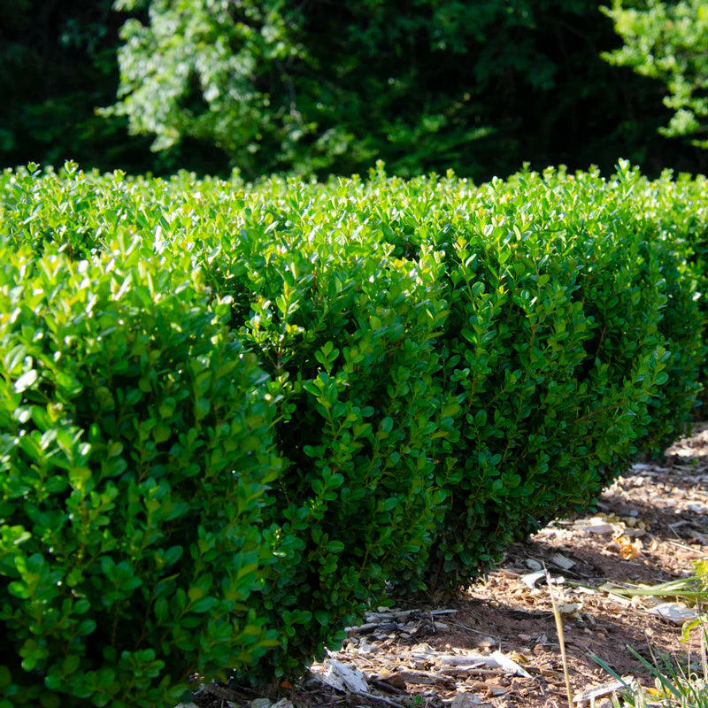 BOXWOOD FREEDOM (3 Gallon) buxus 'SB300'