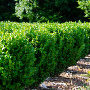 buxus 'SB300'  FREEDOM BOXWOOD