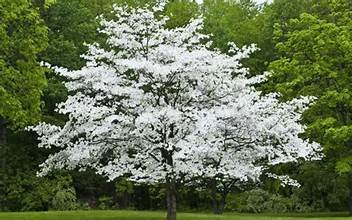DOGWOOD CHEROKEE PRINCESS (1.5" caliper) cornus florida 'Cherokee Princess'