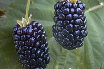 Blackberry Apache Thornless (2 gallon)