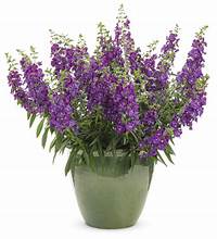 Angelonia Angelface Blue 4.5" (PW) (SHIPPED)