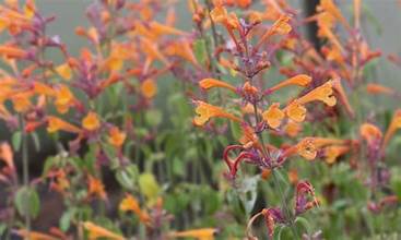 Agastache Better Buzz Amber (SHIPPED)