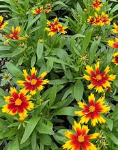 Coreopsis UpTick Gold & Bronze