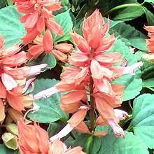 Salvia Vista Salmon (6-06 Pack)
