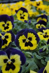 Pansy Matrix Yellow Purple Wing