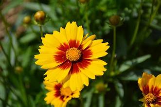 Coreopsis Solanna Sunset Bright