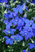 Delphinium Hunky Dory Blue