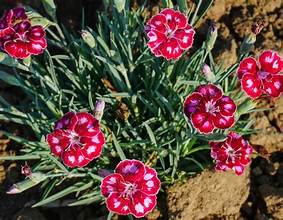 Dianthus Mountain Frost Ruby Glitter