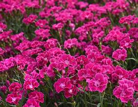 Dianthus Mountain Frost Rose Bouque