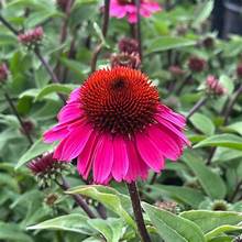 Cone Flower Echinacea Panama Rose