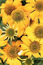 Cone Flower Guatemala Gold