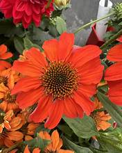 Cone Flower Guatemala Papaya