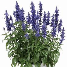 Salvia Blue by You