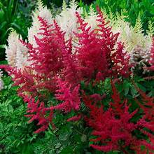 Astilbe Visions Red