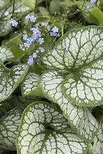 Brunnera Jack Frost