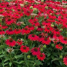 Cone Flower Echinacea Sombrero Salsa Red (SHIPPED)