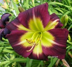 Daylily Hemerocallis Night Beacon