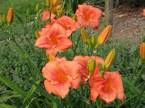 Daylily Hemerocallis South Seas