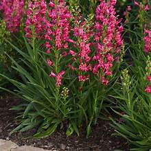 Penstemon Rock Candy Ruby