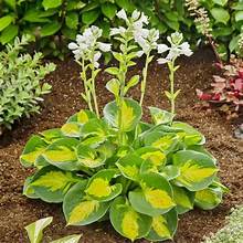 Hosta Sunset Grooves