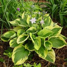 Hosta Twilight