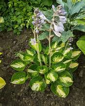 Hosta Warwick Comet