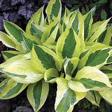 Hosta Yellow Polka Dot Bikini