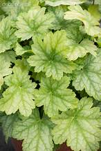 Heuchera Lord Lime