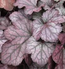 Heuchera Season's King