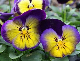 Pansy Matrix Midnight Glow