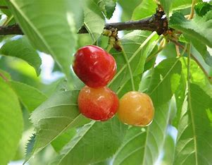 CHERRY RAINIER SWEET (3 gallon)