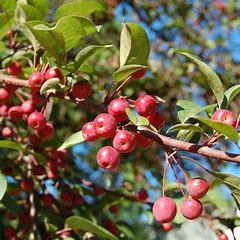 CRABAPPLE PROFUSION (3 gallon)