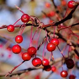 CRABAPPLE ROBINSON (3 gallon) – Needham'sNursery