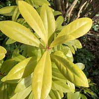 ANISE SHRUB (3 gallon) illicium parviflorum