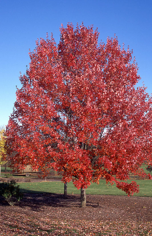 MAPLE OCTOBER GLORY (1.5" caliper) - acer rubrum 'october glory'
