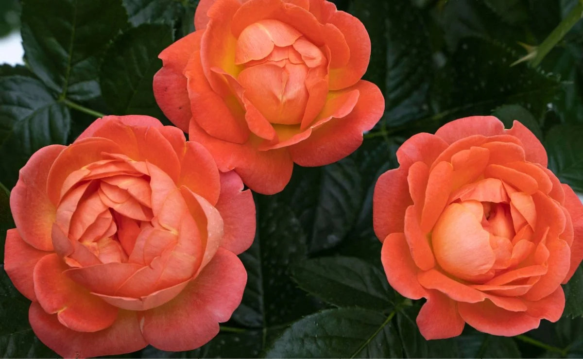 ROSE ORANGE GLOW KNOCKOUT (3 gallon) rosa 'radslam'