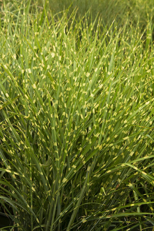 GRASS PORCUPINE GRASS (7 Gallon) miscanthus sinensis 'Strictus'