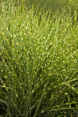 miscanthus sinensis 'Strictus' PORCUPINE GRASS