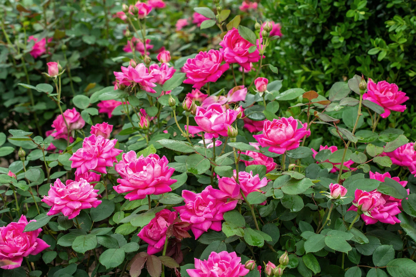 ROSE DOUBLE PINK KNOCKOUT (3 gallon) rosa 'x'
