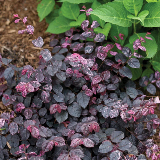 LOROPETALUM JAZZ HANDS VARIGATED (3 gallon) loropetalum chinense