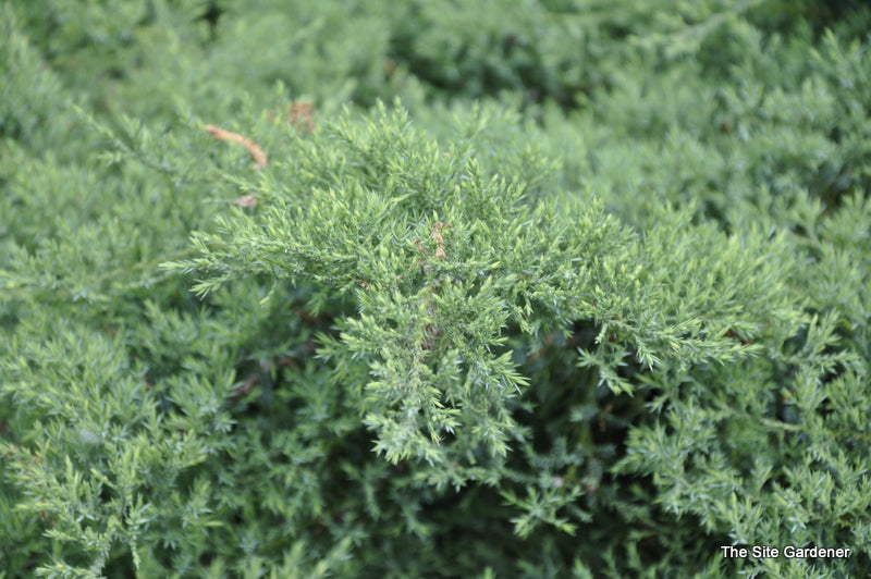 JUNIPER NICK'S COMPACT (3 gallon) juniperus chinensis 'Nick's Compact'