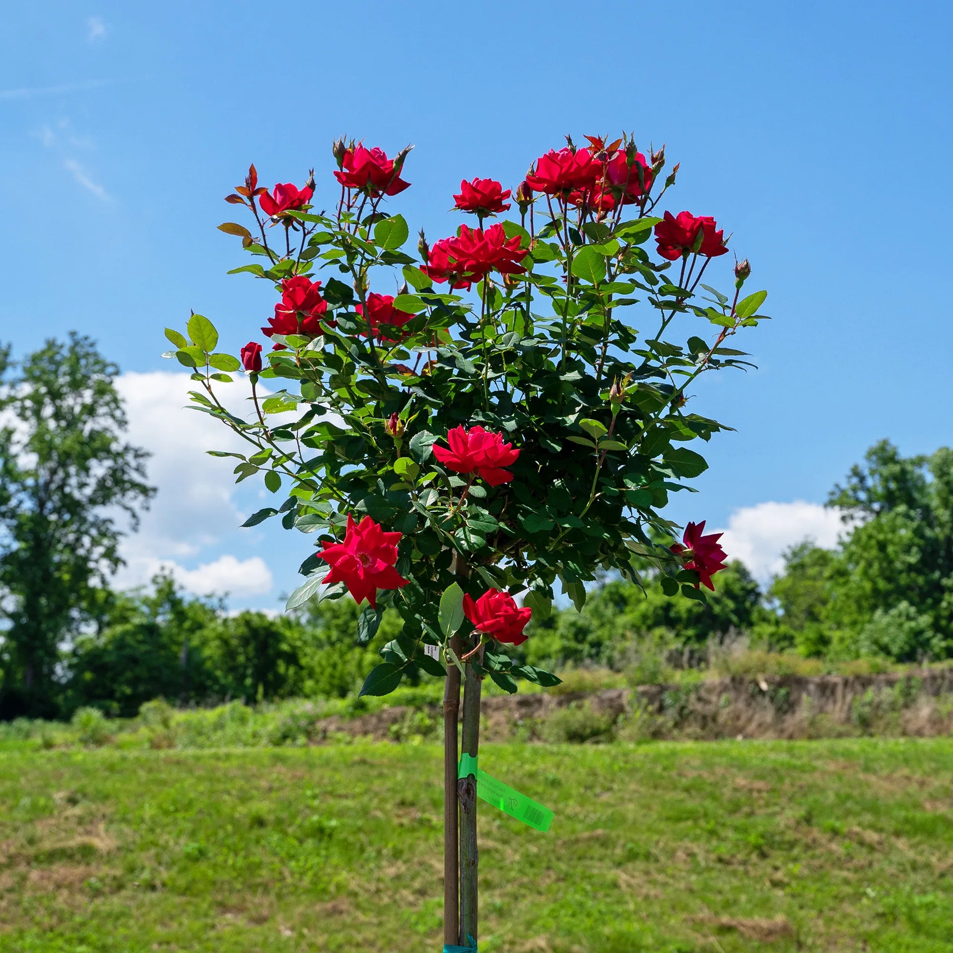 knockout rose tree seeds Red Double Knockout Rose Tree Form (5 Gallon) - Cherry-Red Blooms