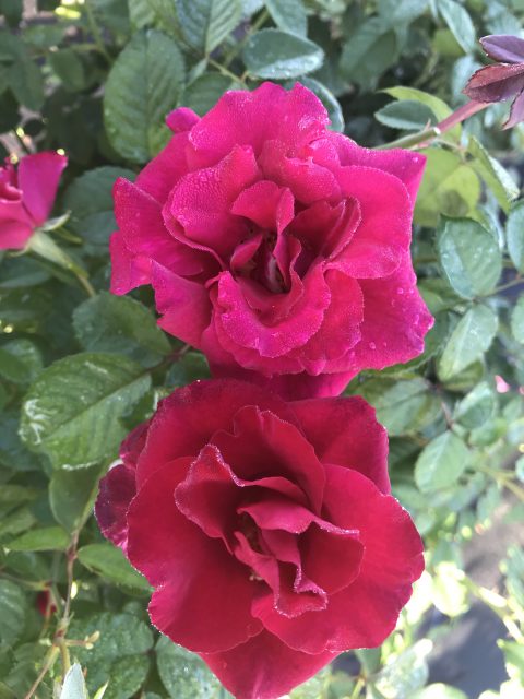 ROSE BRINDABELLA RED EMPRESS (3 gallon) Rosa hybrid